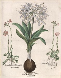 Hortus Eystettensis, 1613 (KU 2894-1 215) -Verna,3,16