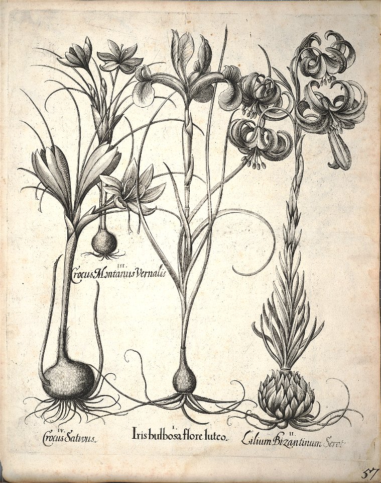 Hortus Eystettensis, 1640 (BHL 45339 209) - Classis Aestiva 57