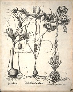 Hortus Eystettensis, 1640 (BHL 45339 209) - Classis Aestiva 57