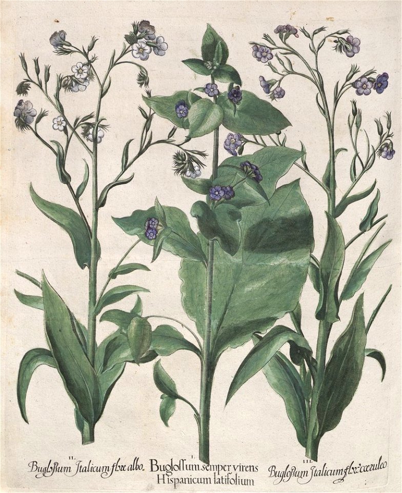 Hortus Eystettensis, 1613 (KU 2894-2 323) -Aestiva,8,5