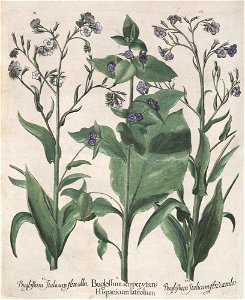 Hortus Eystettensis, 1613 (KU 2894-2 323) -Aestiva,8,5