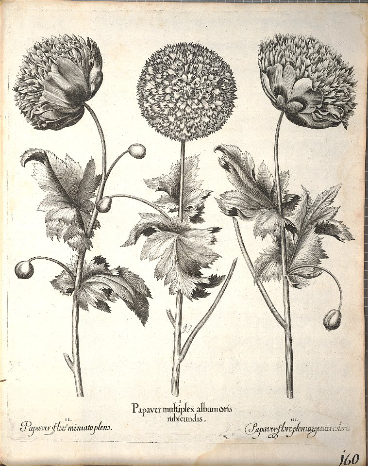 Hortus Eystettensis, 1640 (BHL 45339 312) - Classis Aestiva 160