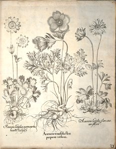 Hortus Eystettensis, 1640 (BHL 45339 042) - Classis Verna 31