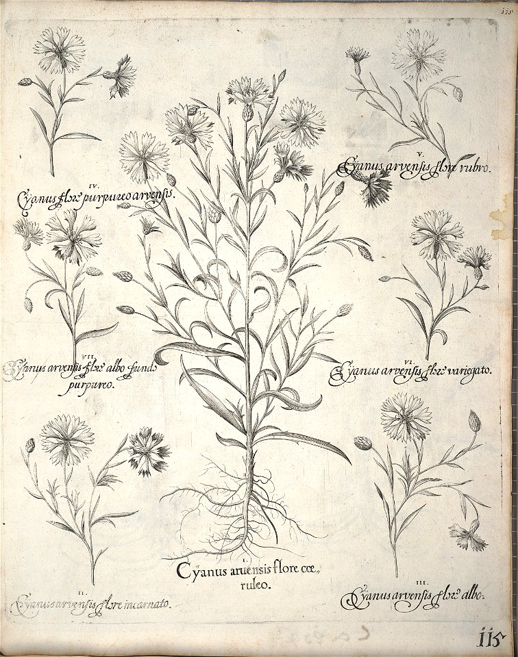 Hortus Eystettensis, 1640 (BHL 45339 126) - Classis Verna 115
