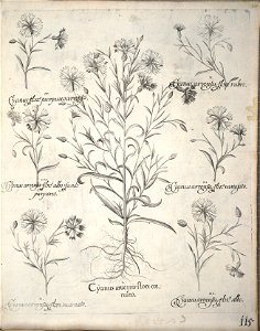 Hortus Eystettensis, 1640 (BHL 45339 126) - Classis Verna 115