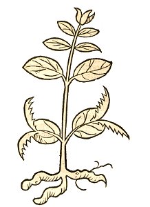 Hortus Genciana