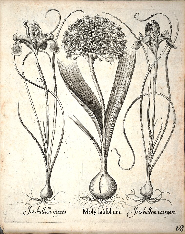 Hortus Eystettensis, 1640 (BHL 45339 220) - Classis Aestiva 68