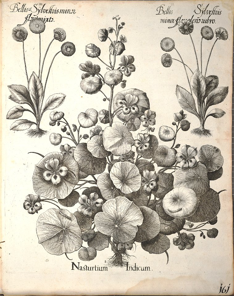 Hortus Eystettensis, 1640 (BHL 45339 313) - Classis Aestiva 161