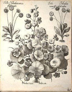 Hortus Eystettensis, 1640 (BHL 45339 313) - Classis Aestiva 161