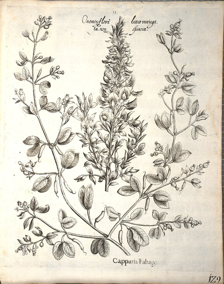 Hortus Eystettensis, 1640 (BHL 45339 281) - Classis Aestiva 129