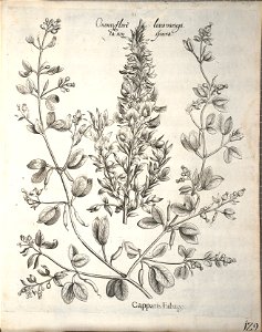 Hortus Eystettensis, 1640 (BHL 45339 281) - Classis Aestiva 129