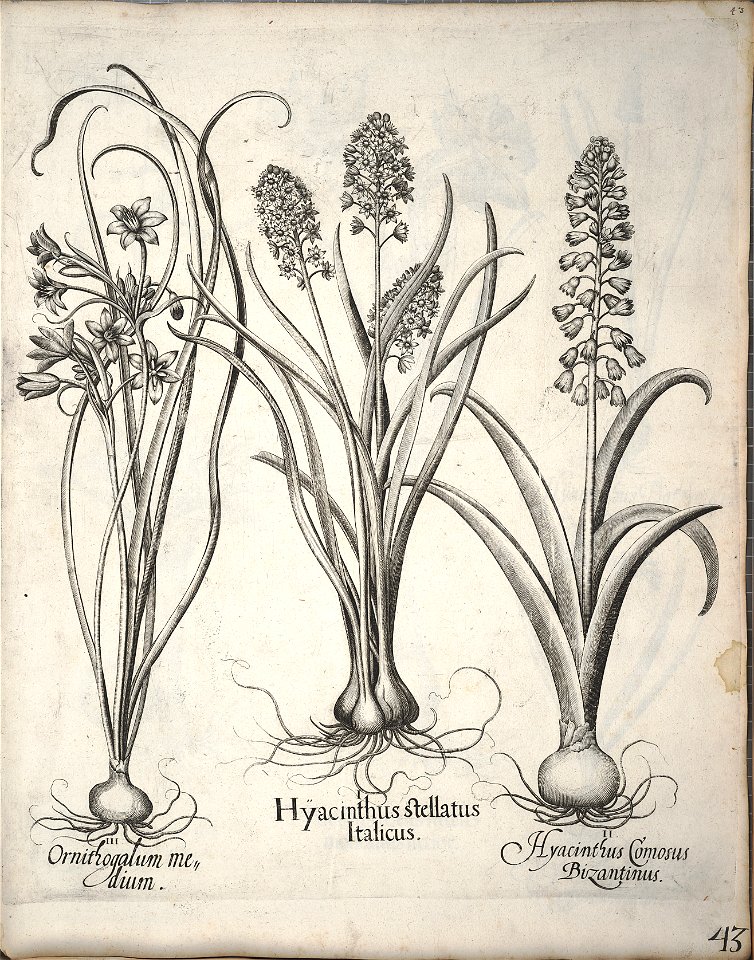 Hortus Eystettensis, 1640 (BHL 45339 054) - Classis Verna 43