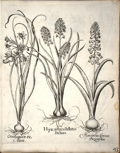 Hortus Eystettensis, 1640 (BHL 45339 054) - Classis Verna 43