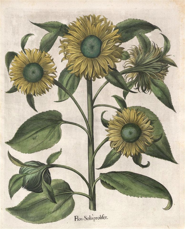 Hortus Eystettensis, 1613 (KU 2894-2 212) -Aestiva,5,2