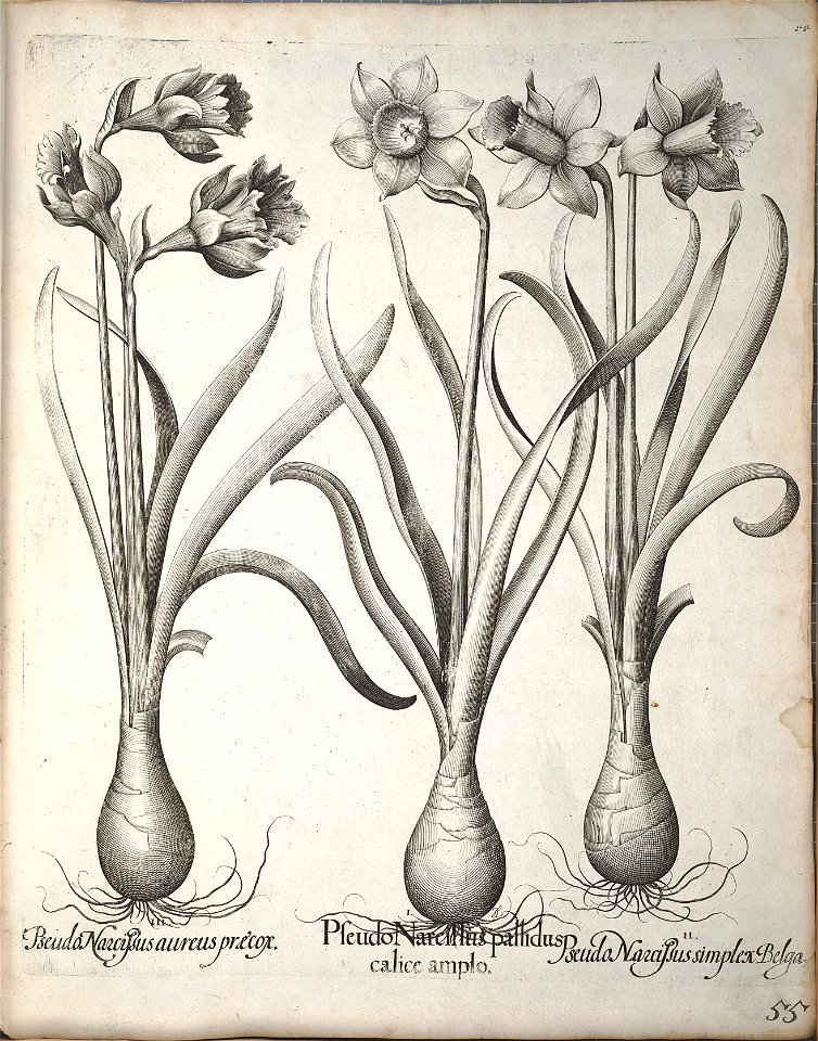 Hortus Eystettensis, 1640 (BHL 45339 066) - Classis Verna 55