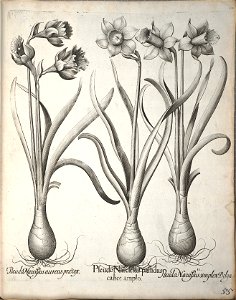 Hortus Eystettensis, 1640 (BHL 45339 066) - Classis Verna 55