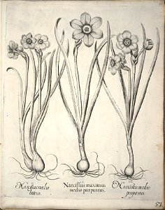 Hortus Eystettensis, 1640 (BHL 45339 062) - Classis Verna 51