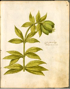 Hortulus Monheimensis - 017