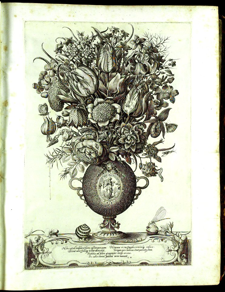 Hortus Eystettensis, Vorzeichnungen (MS 2370 2952491) -Maienkrug