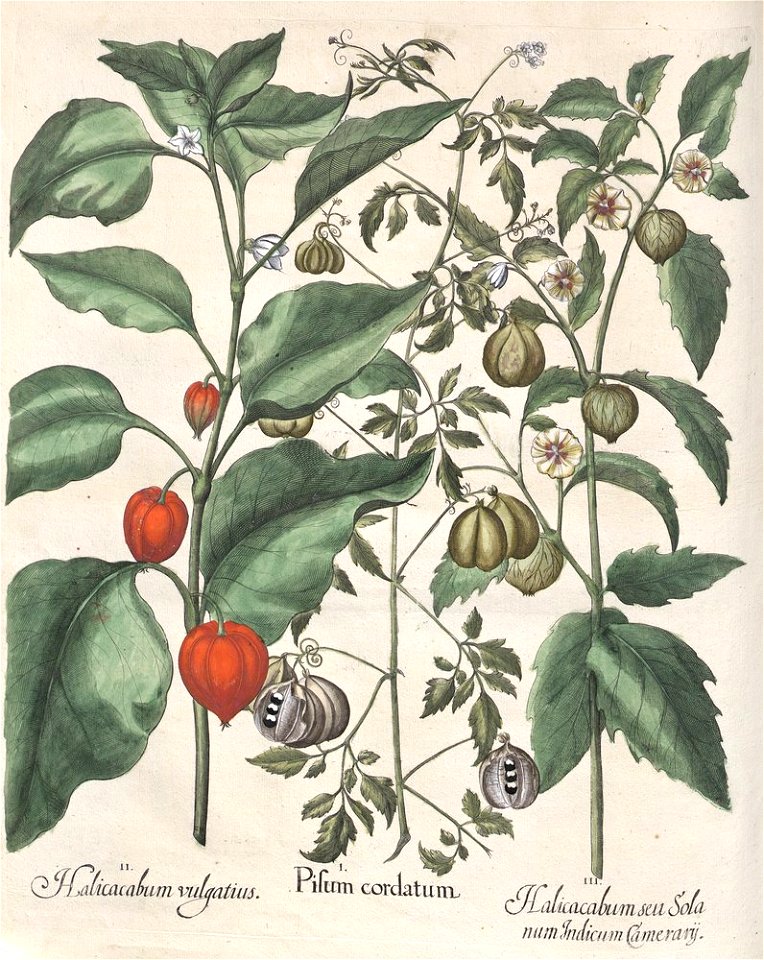 Hortus Eystettensis, 1613 (KU 2894-3 130) -Aestiva,13,11
