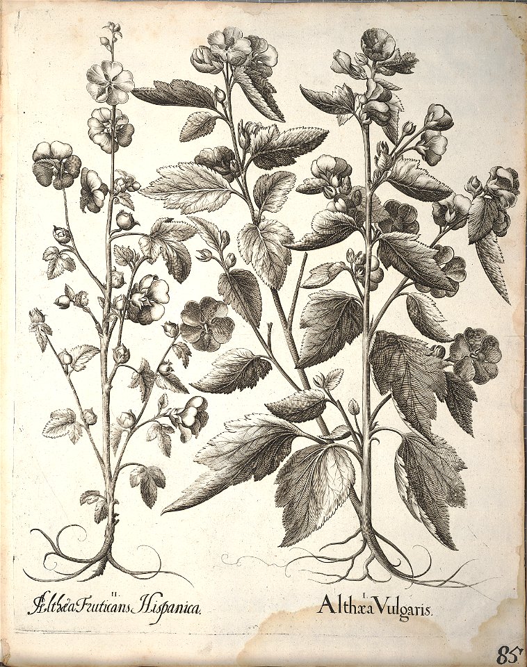Hortus Eystettensis, 1640 (BHL 45339 237) - Classis Aestiva 85