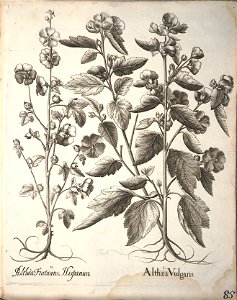 Hortus Eystettensis, 1640 (BHL 45339 237) - Classis Aestiva 85