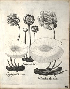 Hortus Eystettensis, 1640 (BHL 45339 122) - Classis Verna 111