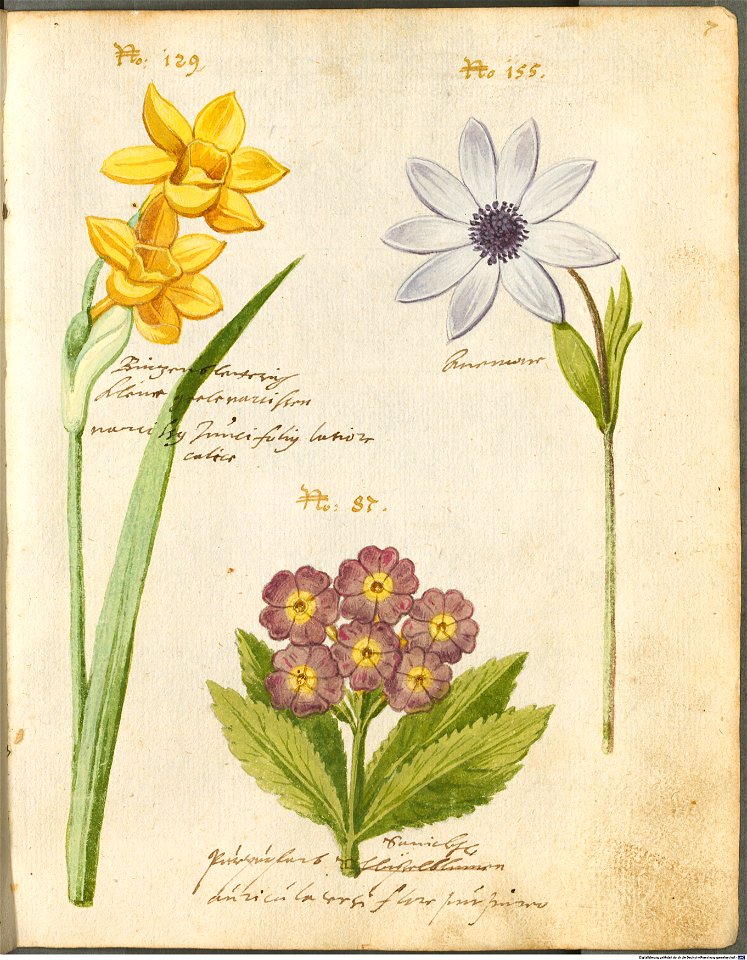 Hortulus Monheimensis - 025