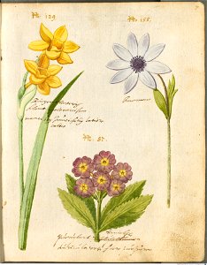 Hortulus Monheimensis - 025