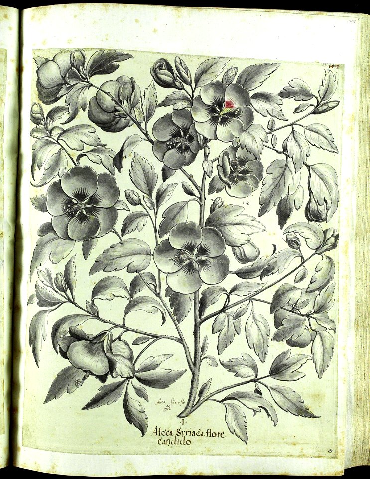 Hortus Eystettensis, Vorzeichnungen (MS 2370 2952638) -Aestiva,0,11