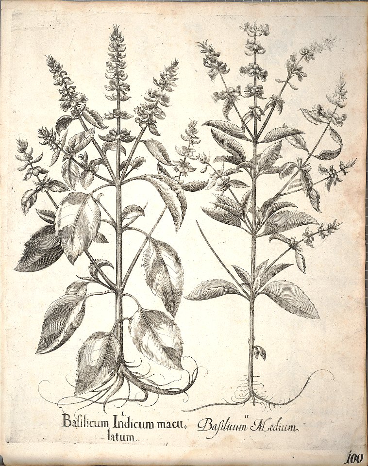 Hortus Eystettensis, 1640 (BHL 45339 252) - Classis Aestiva 100