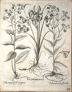 Hortus Eystettensis, 1640 (BHL 45339 130) - Classis Verna 119