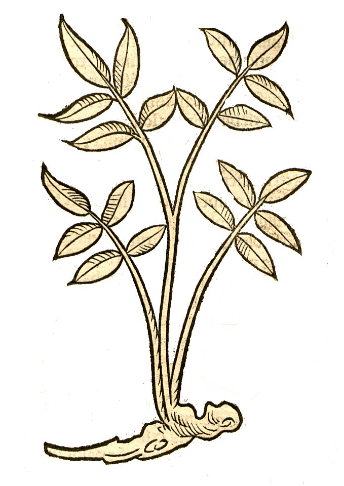 Hortus Liquiricia