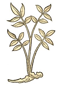 Hortus Liquiricia