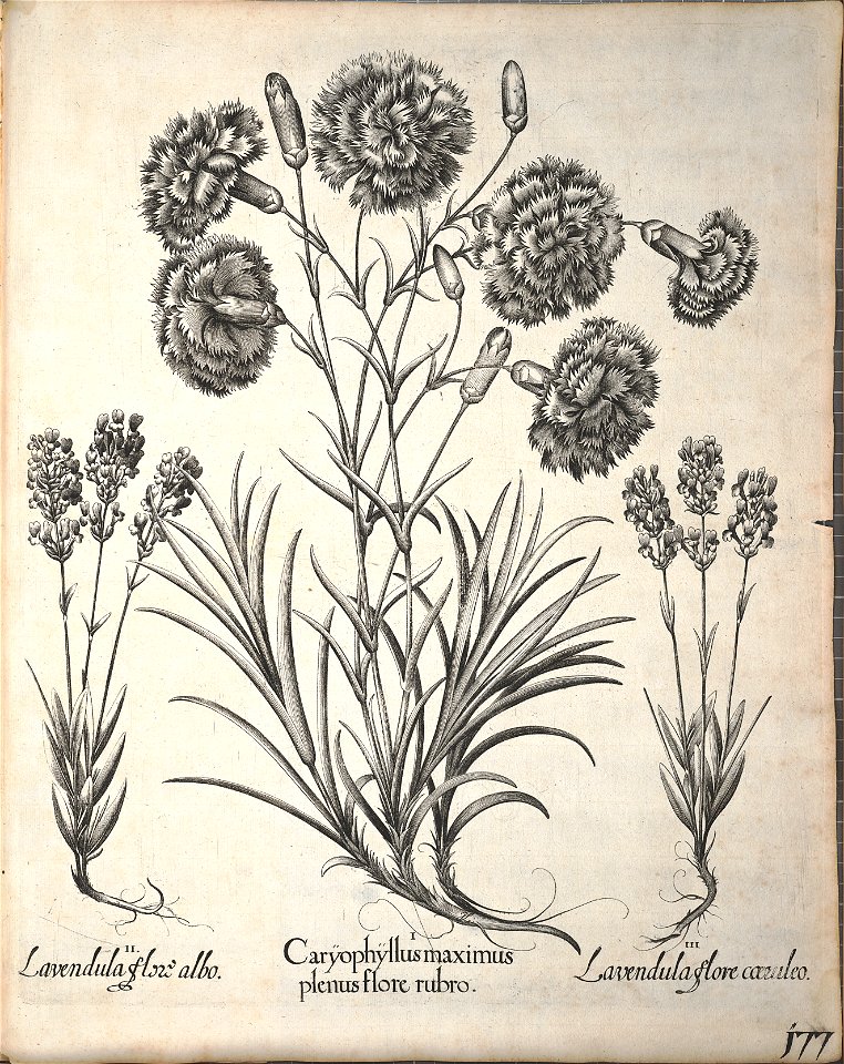 Hortus Eystettensis, 1640 (BHL 45339 329) - Classis Aestiva 177
