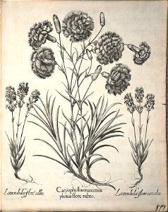Hortus Eystettensis, 1640 (BHL 45339 329) - Classis Aestiva 177