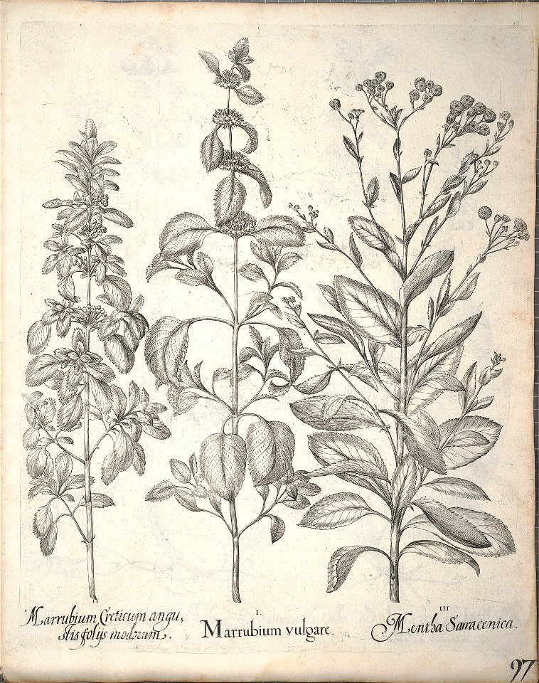 Hortus Eystettensis, 1640 (BHL 45339 249) - Classis Aestiva 97