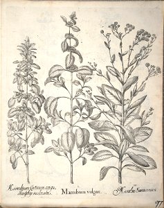 Hortus Eystettensis, 1640 (BHL 45339 249) - Classis Aestiva 97