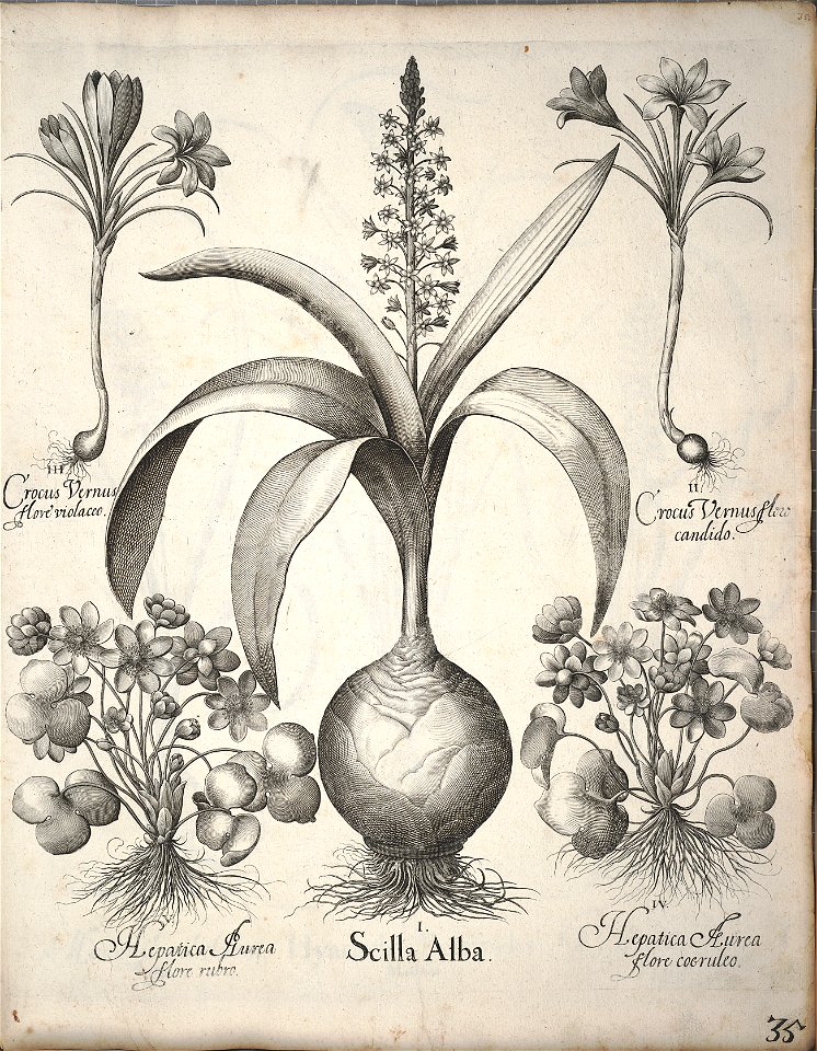 Hortus Eystettensis, 1640 (BHL 45339 046) - Classis Verna 35