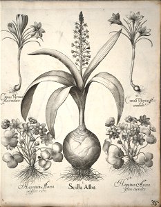 Hortus Eystettensis, 1640 (BHL 45339 046) - Classis Verna 35