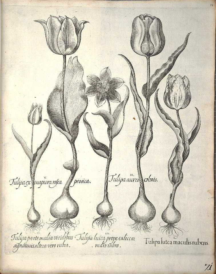 Hortus Eystettensis, 1640 (BHL 45339 082) - Classis Verna 71