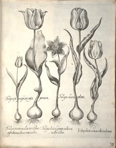 Hortus Eystettensis, 1640 (BHL 45339 082) - Classis Verna 71