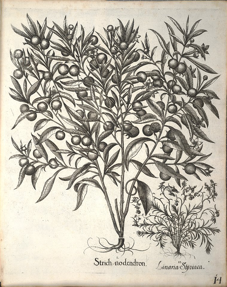 Hortus Eystettensis, 1640 (BHL 45339 166) - Classis Aestiva 14