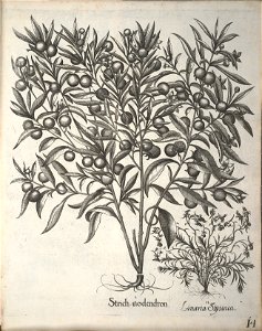 Hortus Eystettensis, 1640 (BHL 45339 166) - Classis Aestiva 14