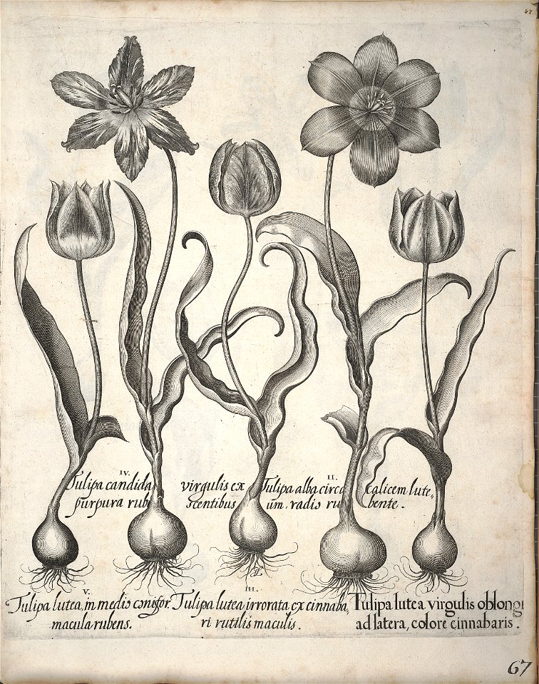 Hortus Eystettensis, 1640 (BHL 45339 078) - Classis Verna 67