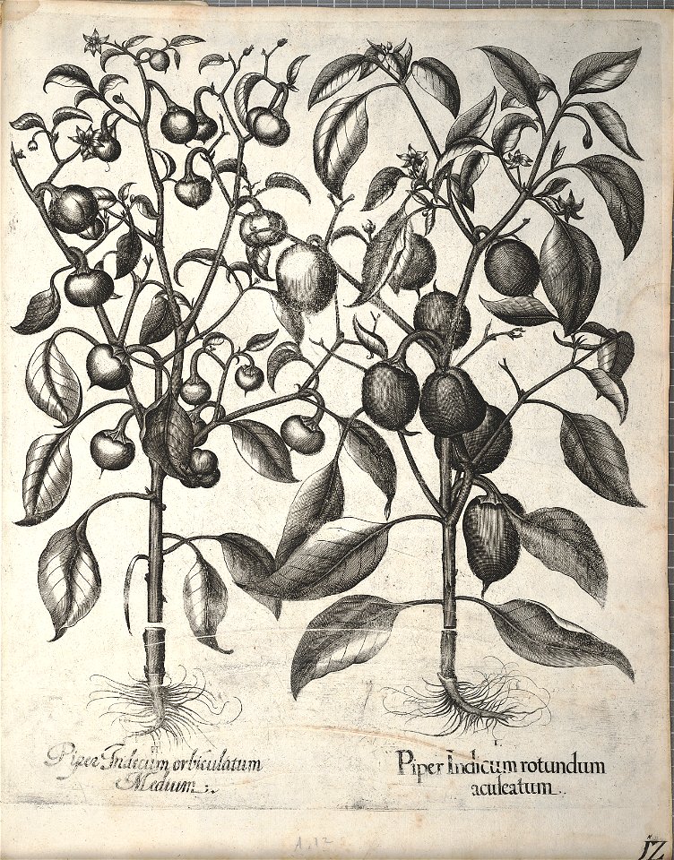 Hortus Eystettensis, 1640 (BHL 45339 352) - Classis Autumnalis 12