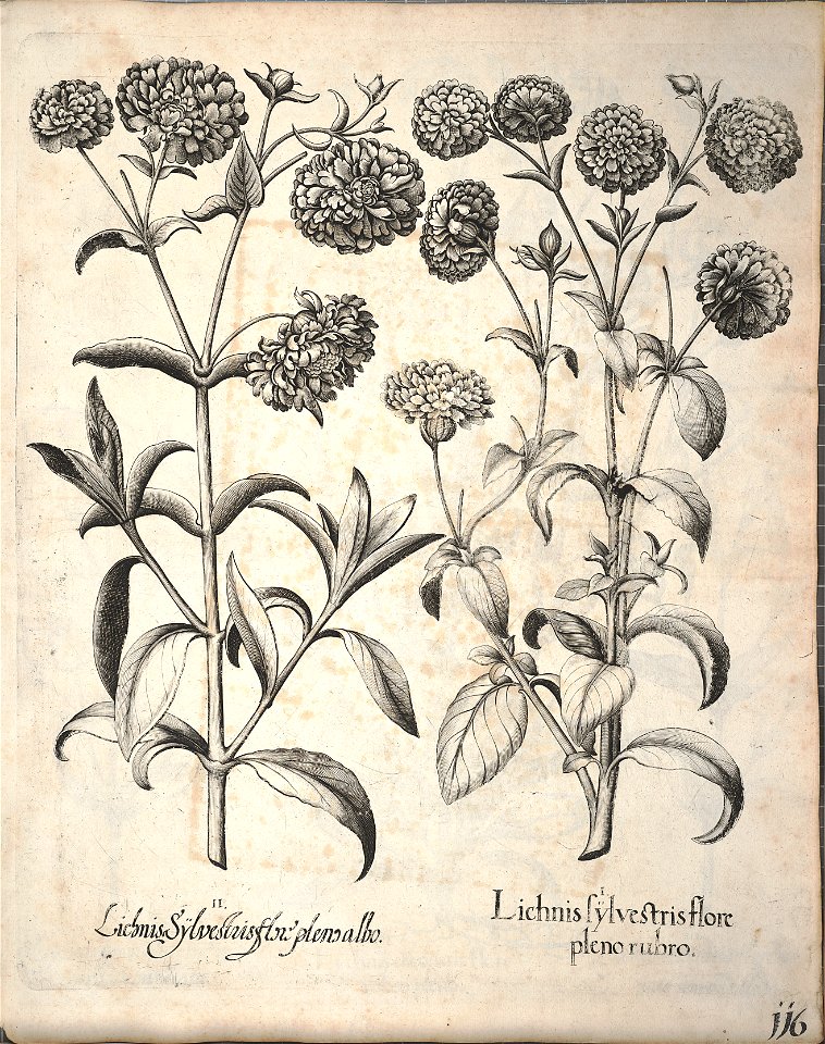 Hortus Eystettensis, 1640 (BHL 45339 268) - Classis Aestiva 116