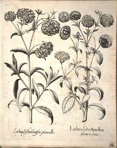 Hortus Eystettensis, 1640 (BHL 45339 268) - Classis Aestiva 116