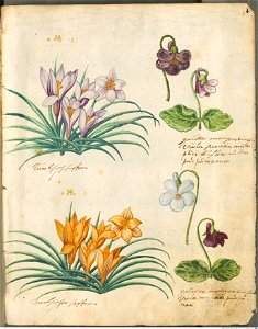 Hortulus Monheimensis - 013