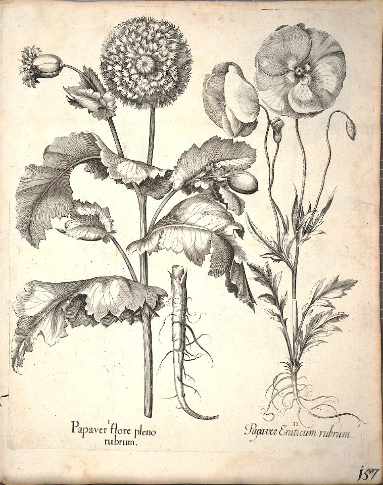 Hortus Eystettensis, 1640 (BHL 45339 309) - Classis Aestiva 157
